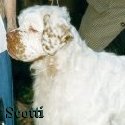 Scotti