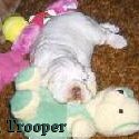Trooper