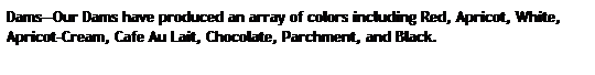 Text Box: Dams�Our Dams have produced an array of colors including Red, Apricot, White, Apricot-Cream, Cafe Au Lait, Chocolate, Parchment, and Black.&nbsp; 
