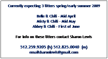 Text Box: Currently expecting 3 litters spring/early summer 2009
&nbsp;
&nbsp;&nbsp;&nbsp; Belle & Chili - Mid April
&nbsp;&nbsp;&nbsp; Misty & Chili - Mid May
&nbsp;&nbsp;&nbsp; Abbey & Chili - First of June
&nbsp;
For info on these litters contact Sharon Lewis
&nbsp;
512.259.9205 (h) 512.825.0040&nbsp; (m) 
emailsharonlewis@gmail.com
&nbsp;&nbsp;
&nbsp;

