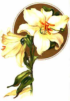 Easter Lillies
