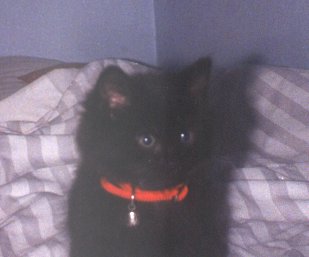 Bear - only a few weeks old
