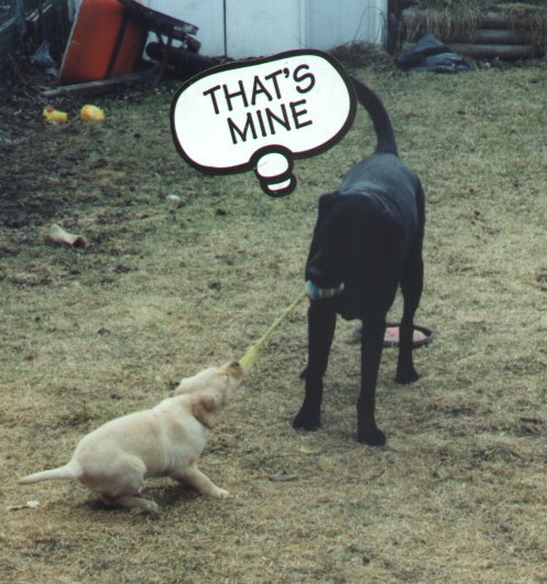 "Hey Molly, you better learn who is boss around here."