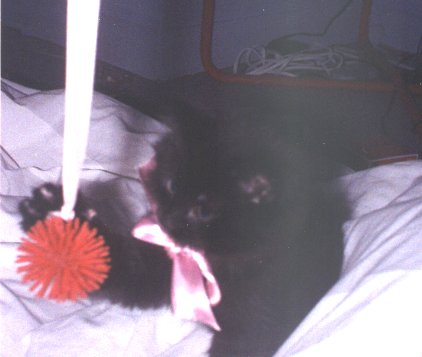 Just a little "Black Fluffball"