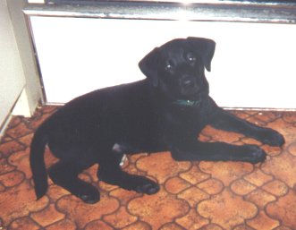 "Jasper, LAY DOWN - Good Boy"