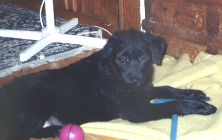 Phoenix as a puppy - 5 months old