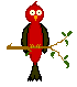 Pet Bird
