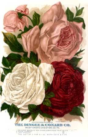 thumbnail of your picture #10