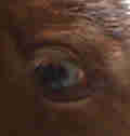 blue eye