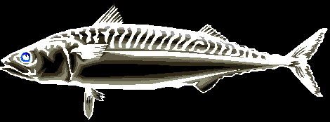 click here to find out why this site is named " Shavedfish World"