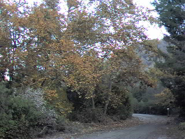 California Sycamores in autumn