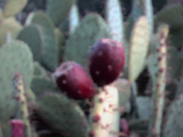 Prickly Pear cactus with fruit