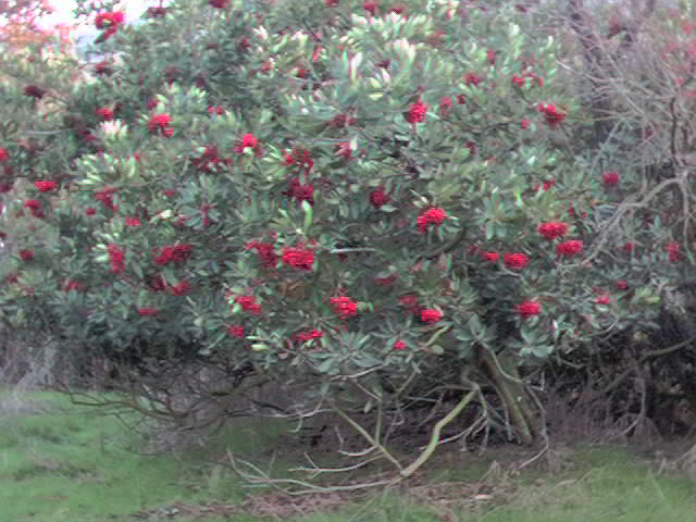 Toyon with berries in autumn