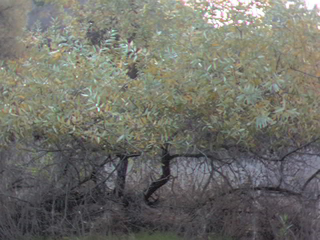 Arroyo Willows