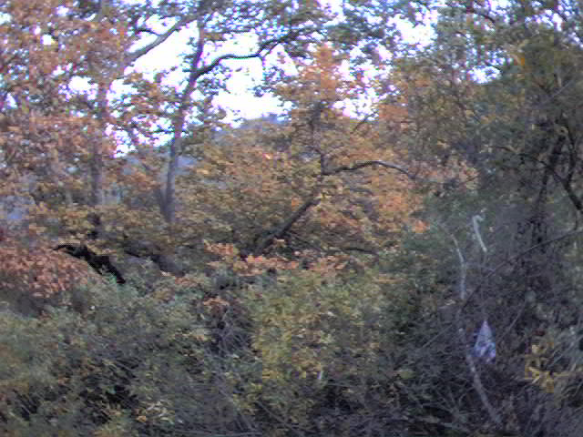 Beautiful view up Sycamore Canyon showing California Sycamores, Arroyo Willows, and other Riparian trees.