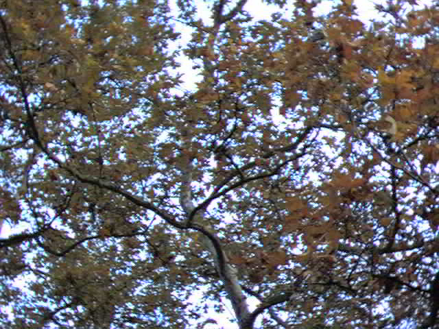 VIew up into a California Sycamore
