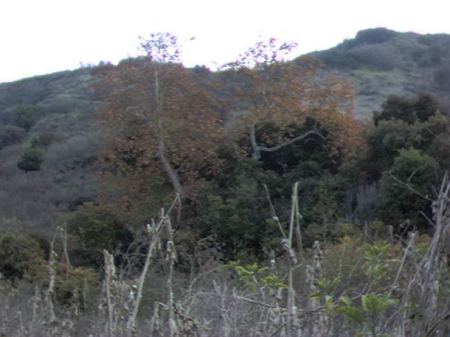 California Sycamores (golden leaves) and Coast Live Oaks (dark green leaves)