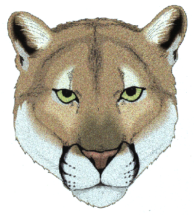 Mountain Lion