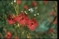 Indian Pink