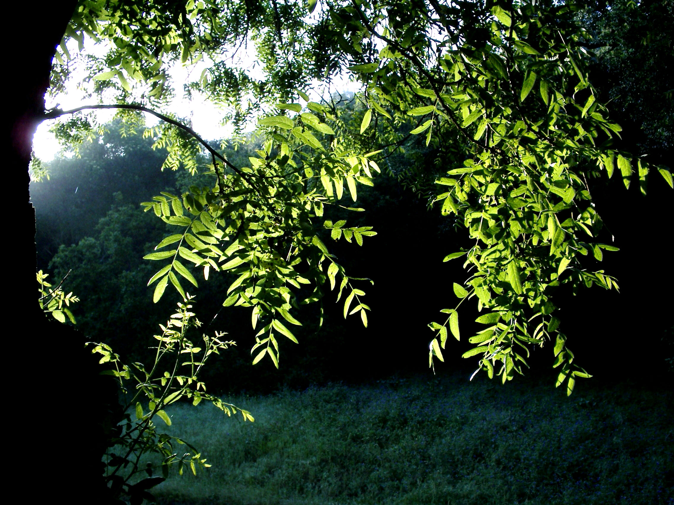 Southern California black walnut