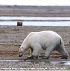 Record thaw across the Arctic