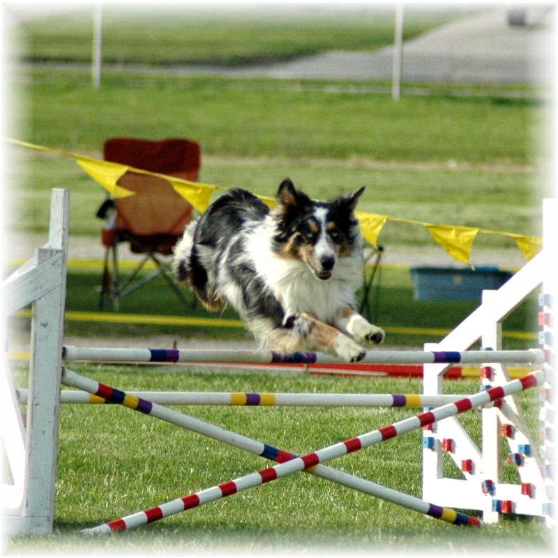 Frank's first agility trial