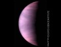 Purple Venus