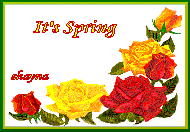 Spring rose graphic