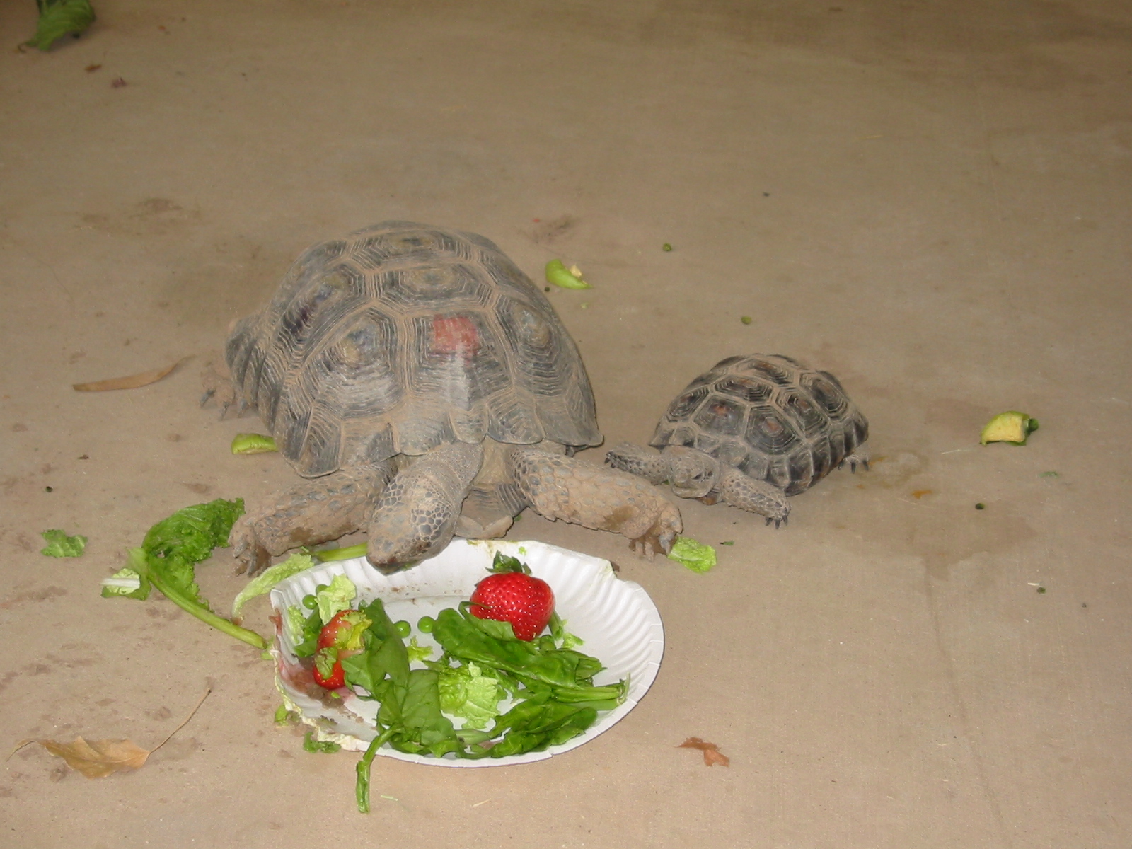 Tortoises