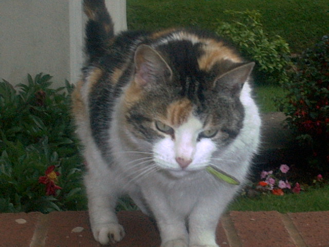 Meow Meow