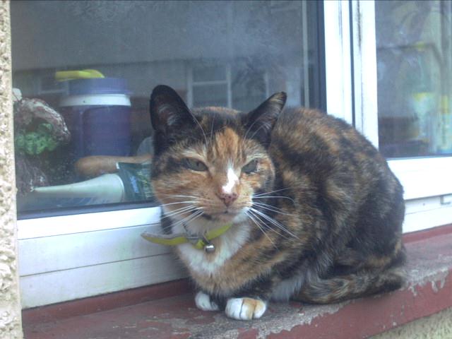 MEOWWWWWWWWW