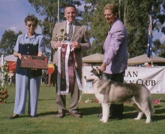 BIS - Am/Can/Aust.Grand.Ch.Innisfree's Alexander (ImpUSA)
