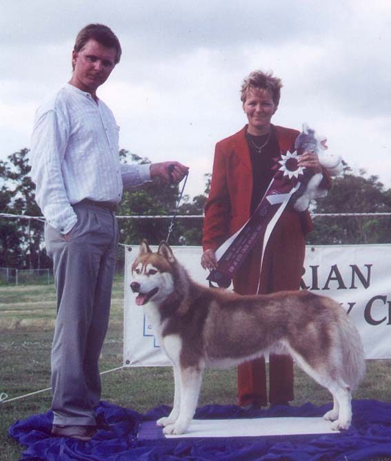 Best In Show - Am/Can/Aust.Ch.Des-Mar Peace RVR Only Way to Fly (ImpUSA)