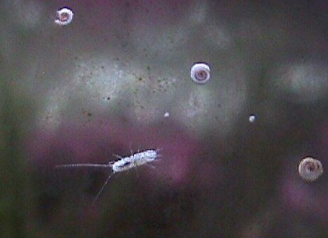 Copepod on the glass