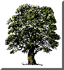 image of tree