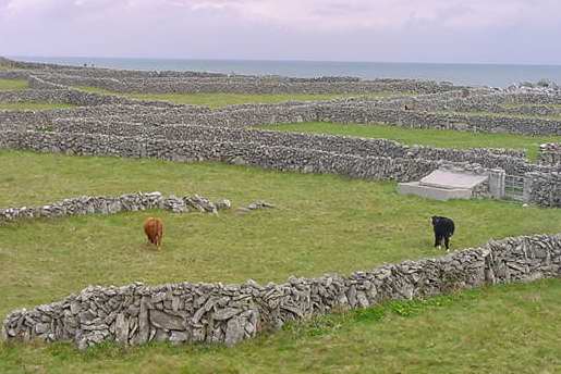 image of cows in the field picture