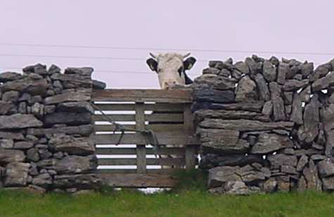 image of a peeping cow