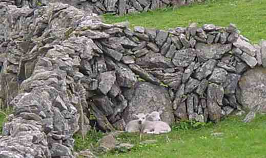 image of sheep and the stone fence