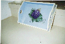 Blue Bonnet Tray