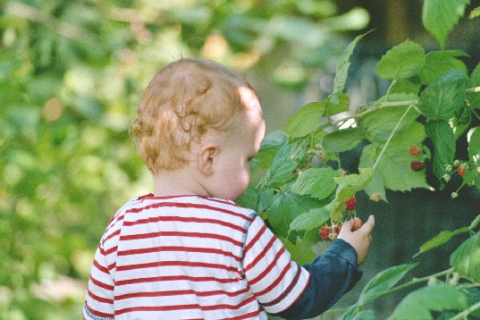 .. back home, there was some ripe fruit in the garden. It looks so tasty, I just habe to try it...