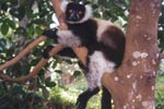 Black and White Lemur at Ivoloina 