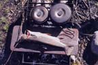 Brook trout on the grill