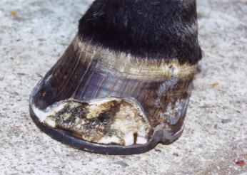 Dumb's crummy feet