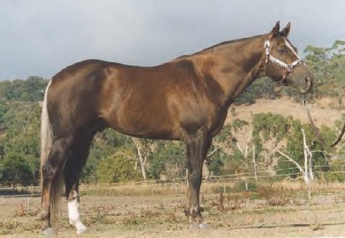 Nevada Leo Wimpy