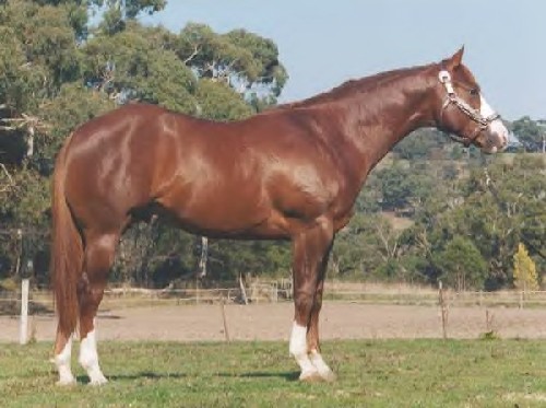 Glenlock Devil's Joker