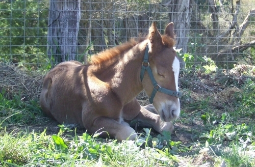 Ozzy in his halter