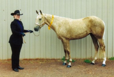 Third in 3yo QH filly