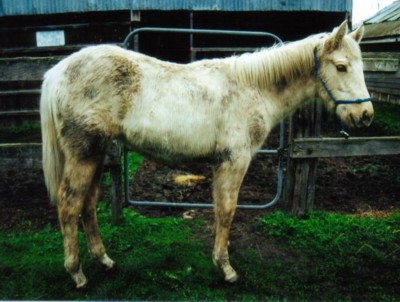 Buffalo Willow