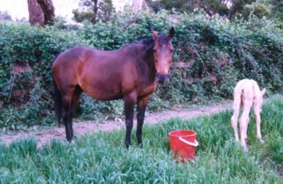 In the paddock