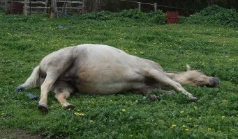 Willow at approx 11 months pregnant
